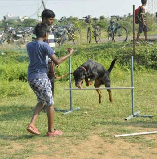 Dog Training Centre