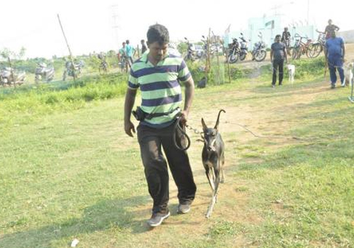 Dog training centre in Porur